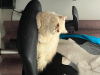 Semi punch face male Persian